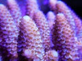 Acropora coral branches growing up Royalty Free Stock Photo