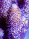Acropora coral branches growing up Royalty Free Stock Photo