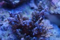 Acropora coral Royalty Free Stock Photo