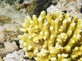 Acropora Coral in the reef