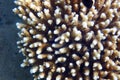 Acropora corals from the red sea Royalty Free Stock Photo