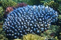 Acropora corals from the red sea Royalty Free Stock Photo