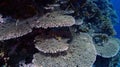 Acropora cytherea