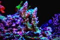 Colorful acropora SPS coral in reef aquarium tank