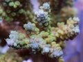 Acropora Hard Coral Royalty Free Stock Photo
