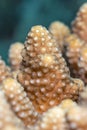 Acropora humilis coral closeup