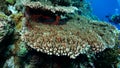 Acropora lamarcki