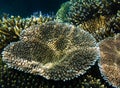 Acropora millepora coral Royalty Free Stock Photo