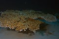 Acropora plana