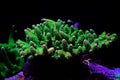 Acropora short polyps stony coral Royalty Free Stock Photo