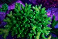 Acropora short polyps stony coral