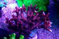 Acropora short polyps stony coral