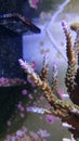 Acropora short polyps stony coral