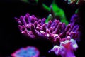 Acropora short polyps stony coral