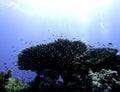 Acropora table coral