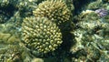 Acroporid coral Acropora gemmifera undersea, Red Sea, Egypt, Sharm El Sheikh, Nabq Bay