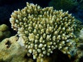 Acroporid coral Acropora lamarcki undersea, Red Sea, Egypt, Sharm El Sheikh, Nabq Bay