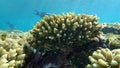 Acroporid coral Acropora lamarcki undersea, Red Sea, Egypt, Sharm El Sheikh, Nabq Bay