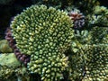 Acroporid coral Acropora lamarcki undersea, Red Sea, Egypt, Sharm El Sheikh, Nabq Bay