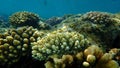 Acroporid coral Acropora lamarcki undersea, Red Sea, Egypt, Sharm El Sheikh, Nabq Bay