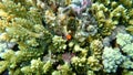 Acroporid coral Acropora lamarcki undersea, Red Sea, Egypt, Sharm El Sheikh, Nabq Bay