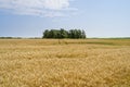 Across a field of ripening wheat towards a small copse in Norfolk Royalty Free Stock Photo