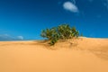 Desert Scene at Dinh Cape, Ninh Thuan Province, Vietnam