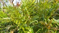 Acrostichum speciosum, the golden leather fern