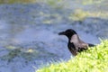 Acrow in pursuit of hunting, corvus corone Royalty Free Stock Photo