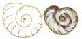 Acrylic hand painted sea shells illustration, golden graphic liner shell clipart, ocean life clip art