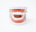 The acrylic human jaw model for studying oral hygiene on white background Royalty Free Stock Photo