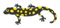 Cute yellow and black spotted salamander Royalty Free Stock Photo