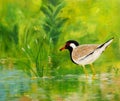 Red-Wattled lapwing, acrylic painting Royalty Free Stock Photo