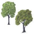 4040 acrylic wood, Acrylic illustration, green realistic tree, isolate on a white background