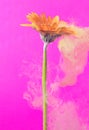 Acrylic yellow paints inside the water on a magenta background. Watercolor style and abstract spring image of orange gerbera daisy Royalty Free Stock Photo