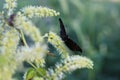 Actaea dahurica flower in the garden. Black cohosh. Royalty Free Stock Photo