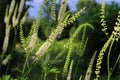 Actaea dahurica flower in the garden. Black cohosh. Royalty Free Stock Photo