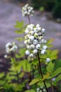 Actaea pachypoda Elliot