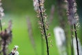 Blooming plant Actaea Rasemosa