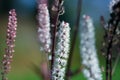 Blooming plant Actaea Rasemosa