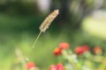 Actaea racemosa Flowers: White Efflorescence