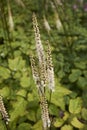 Actaea racemosa var. cordifolia Royalty Free Stock Photo