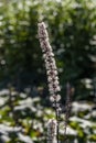 Actaea simplex Atropurpurea Group