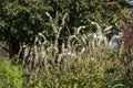 Actaea simplex Atropurpurea Group