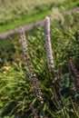 Actaea simplex Atropurpurea Group