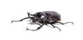 Actaeon beetle, Megasoma actaeon, a rhinoceros beetle Royalty Free Stock Photo