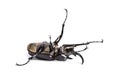 Actaeon beetle, Megasoma actaeon, a rhinoceros beetle