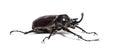 Actaeon beetle, Megasoma actaeon, a rhinoceros beetle Royalty Free Stock Photo