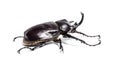 Actaeon beetle, Megasoma actaeon, a rhinoceros beetle Royalty Free Stock Photo