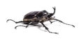 Actaeon beetle, Megasoma actaeon, a rhinoceros beetle